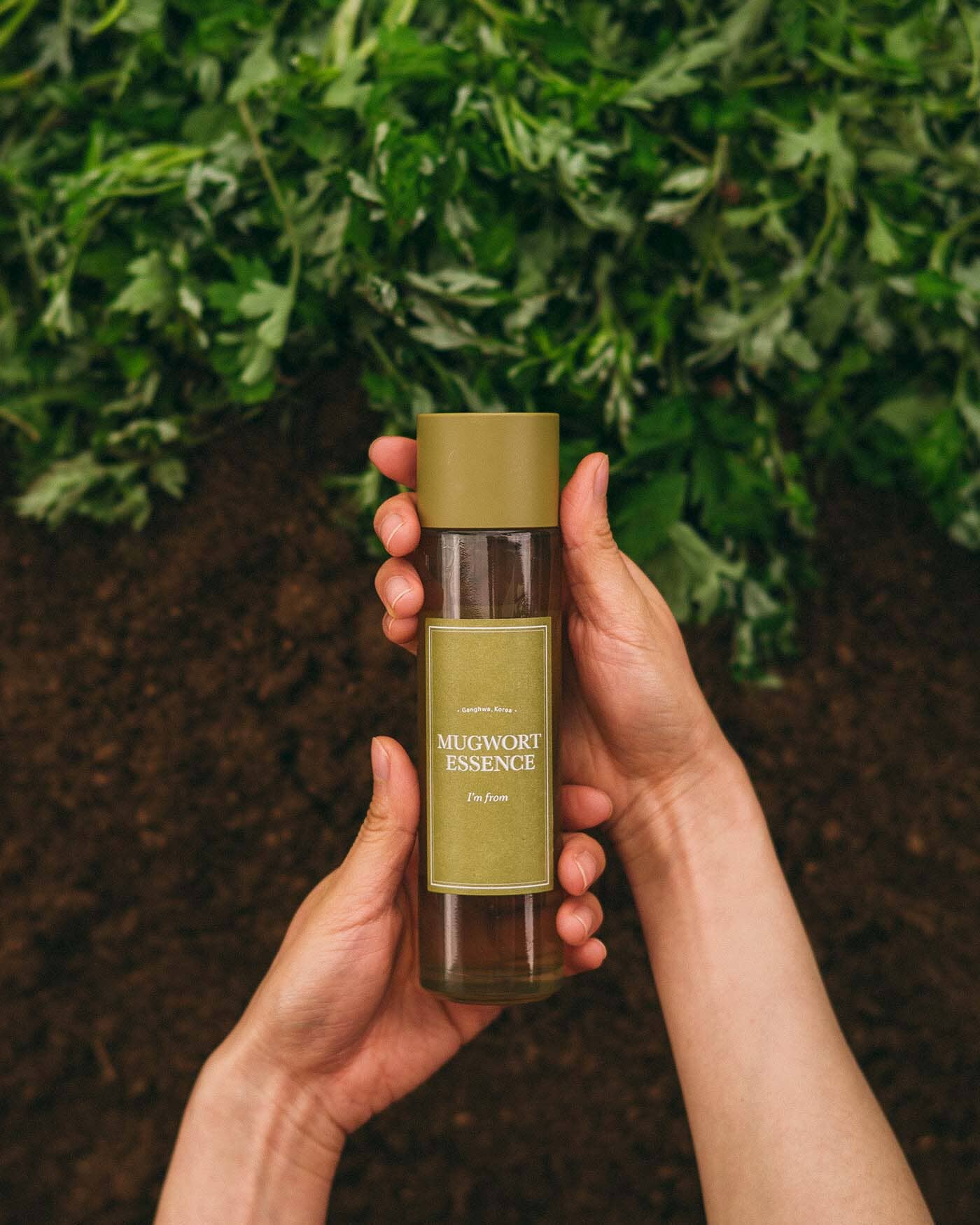 Mugwort Essence - Image 6