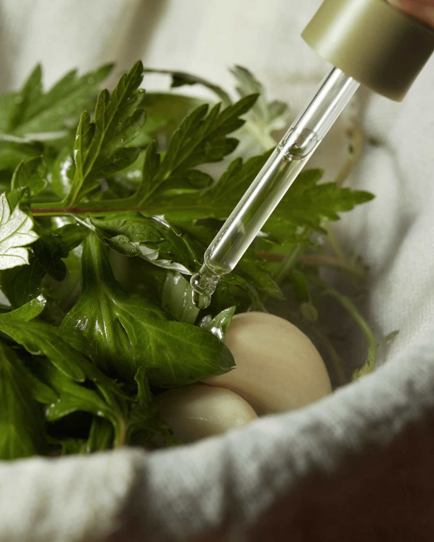 Mugwort Serum - Image 4