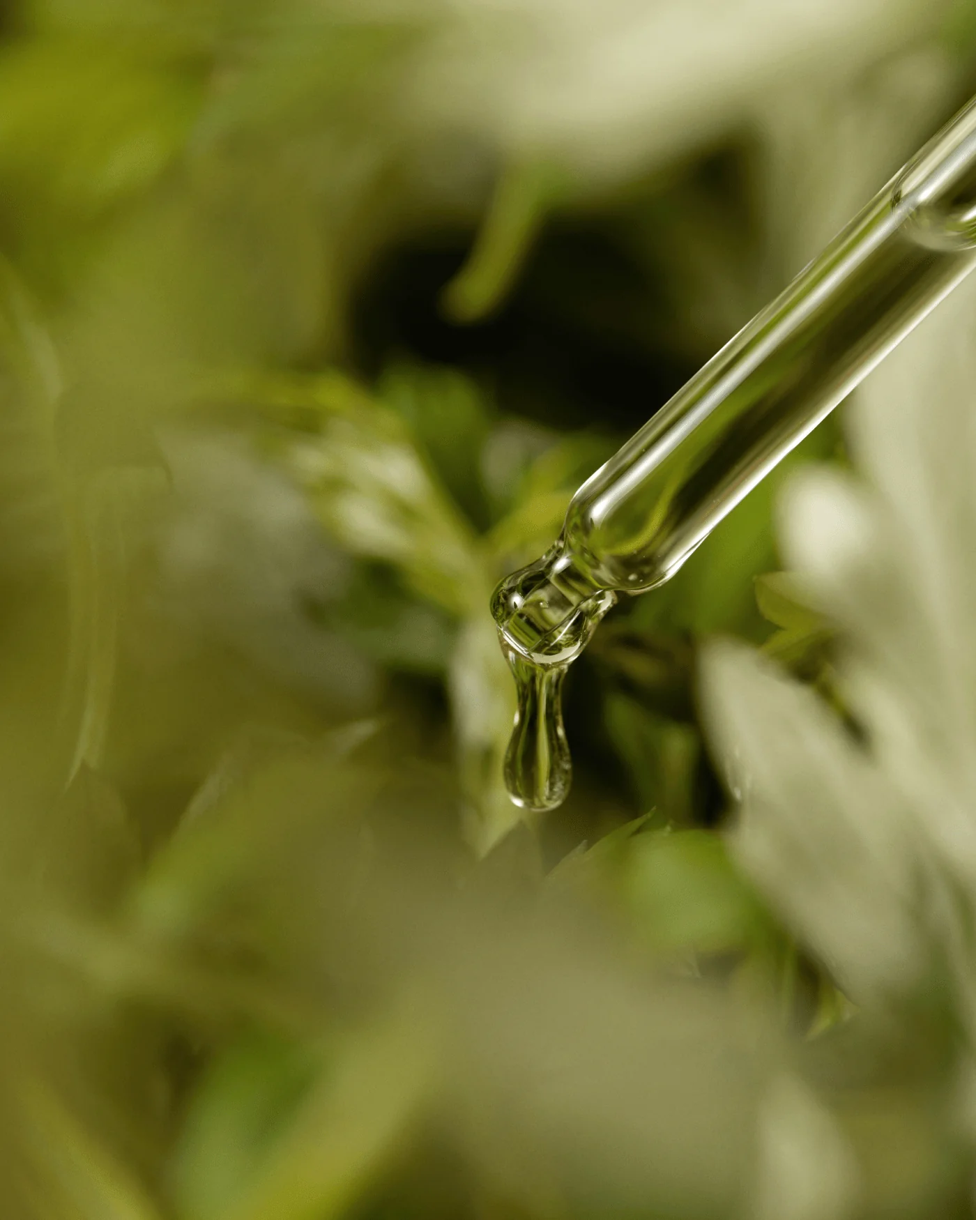 Mugwort Serum - Image 7